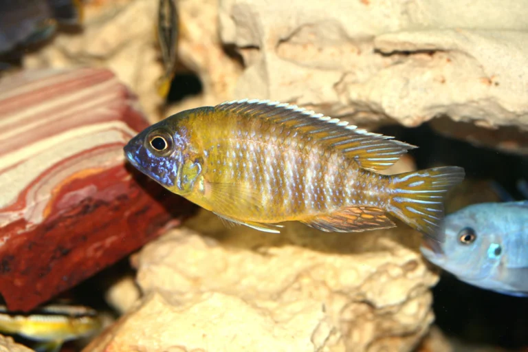 Peacock Cichlid Diet and Breeding