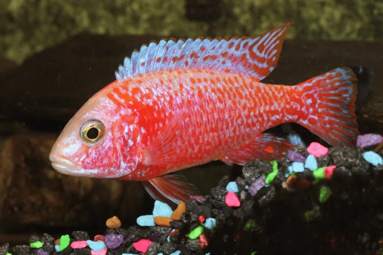 Breeding Peacock Cichlids